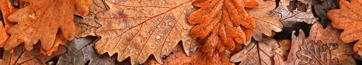 Autumn leaves