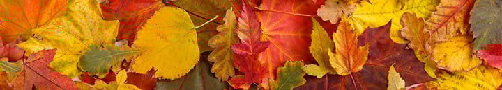 Autumn leaves on the floor