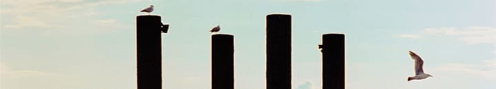 Wooden poles standing in water