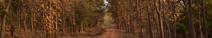 Path through a forest of trees with dry leaves