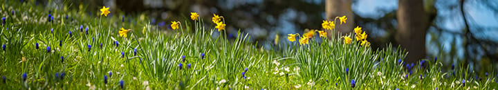 Daffodils and bluebells flowering in a grassy field