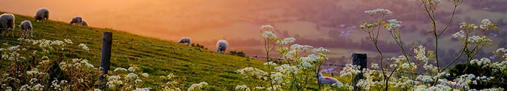 Spring lambs grazing on a hill during a sunset