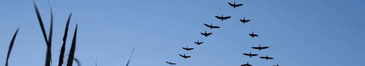 Ducks flying in a V formation