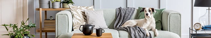 Modern styled loung with dog sitting on sofa