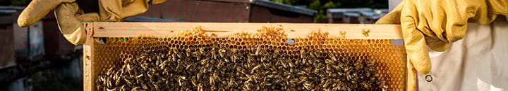 Bee keeping