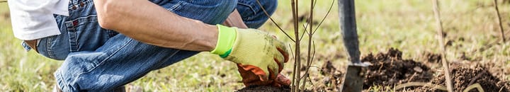 National Tree Week at Investec