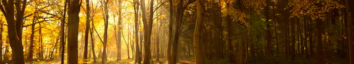 Autumn Trees