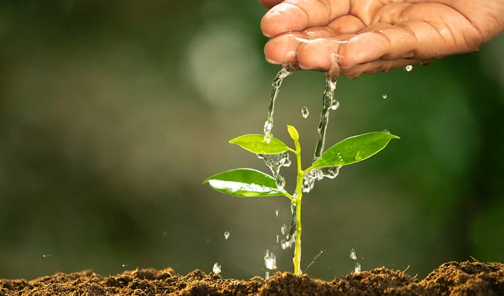 Hand watering a young plant