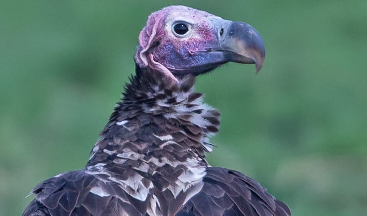 Lappet-faced vulture head and shoulders