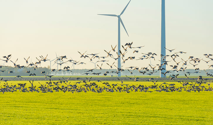 Wind turbines with birds in field