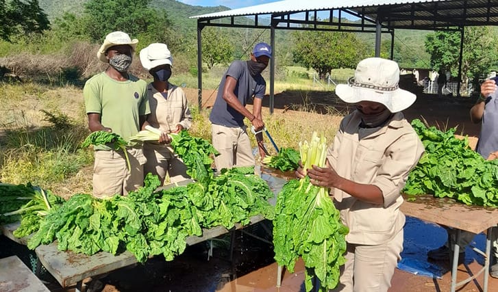 conservationists harvesting spinach