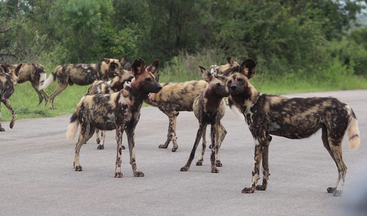 EWT Wild Dogs with collars