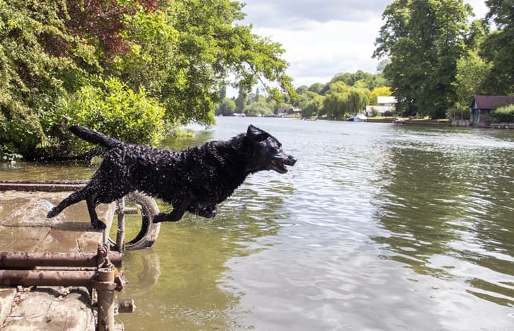 Wet black Labrador leaps back into river