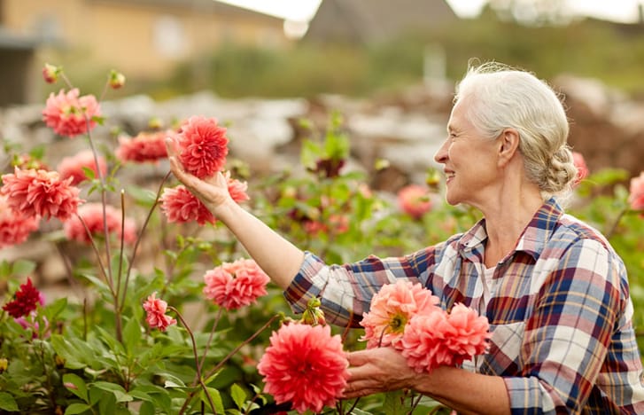 Grey-haired woman admires her dahlias in the garden