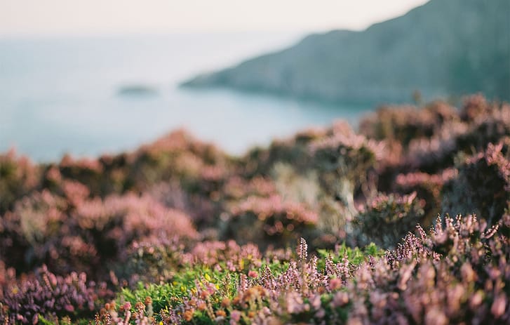 Heather by sea cliff