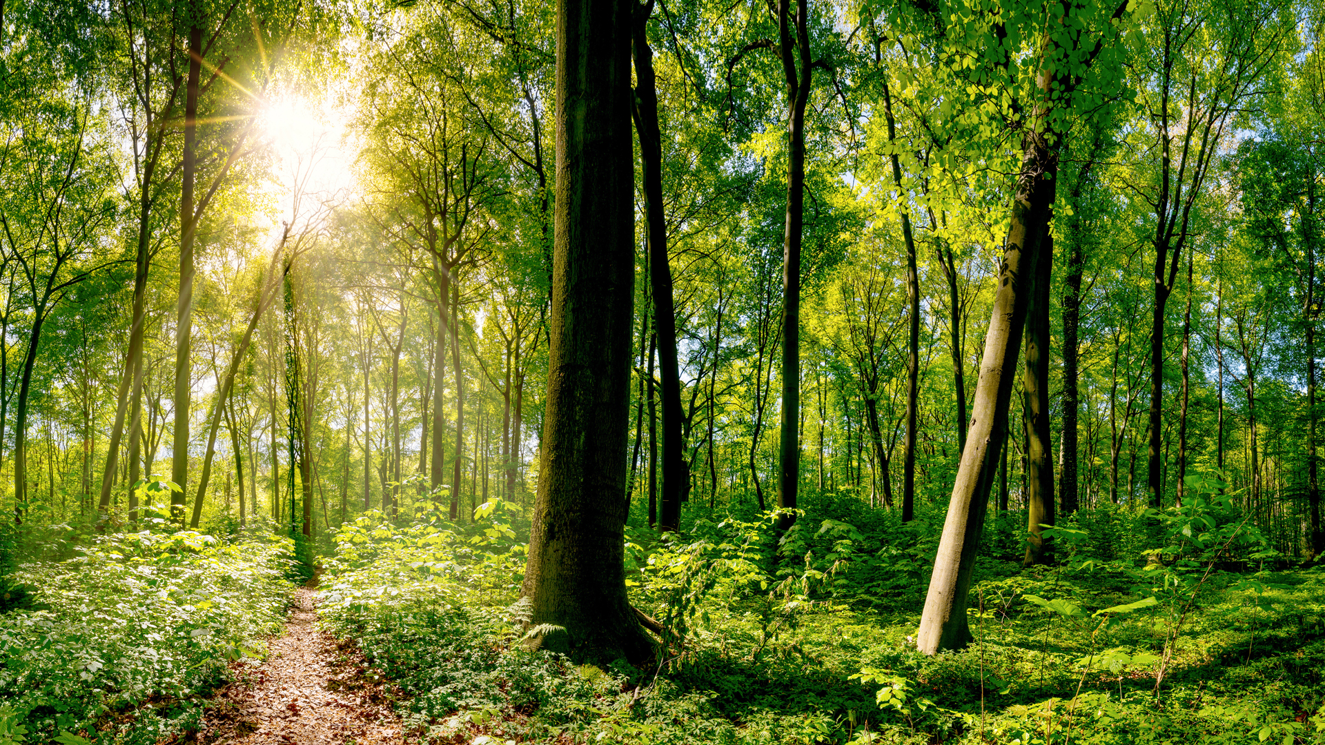 Trees in a forest