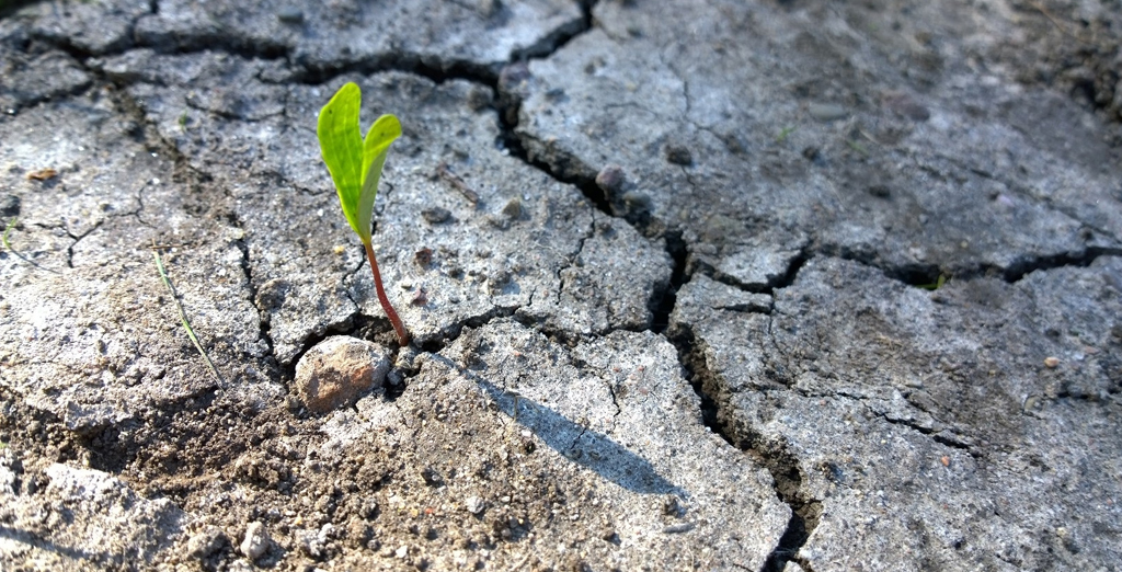 Green sprout growing in tough conditions