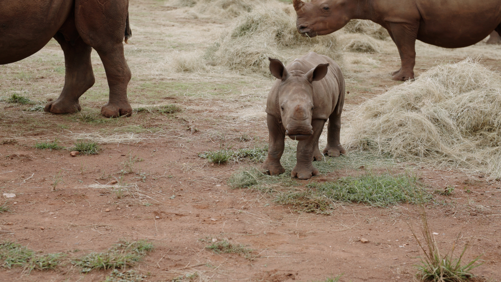 baby rhino