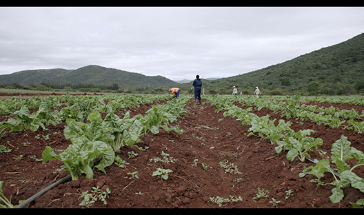 crops to fund Care for Wild