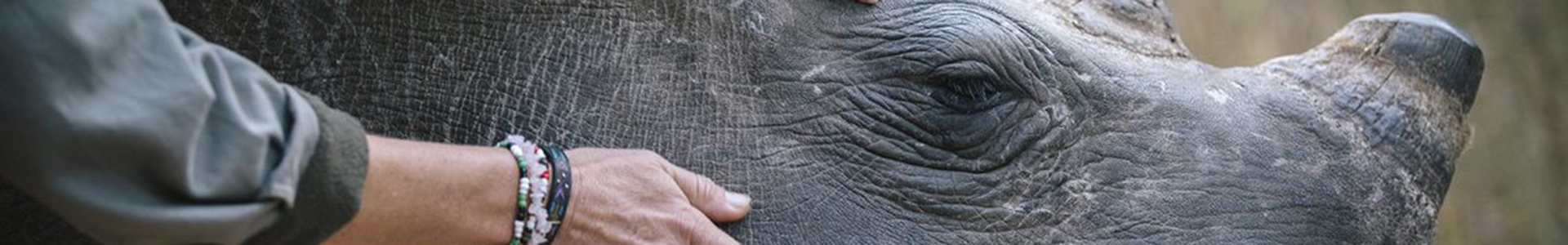 rhino conservation
