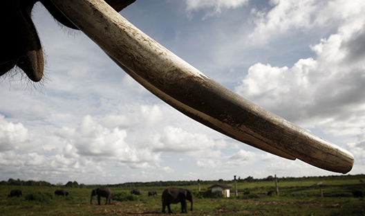 Asian elephants being poached to extinction