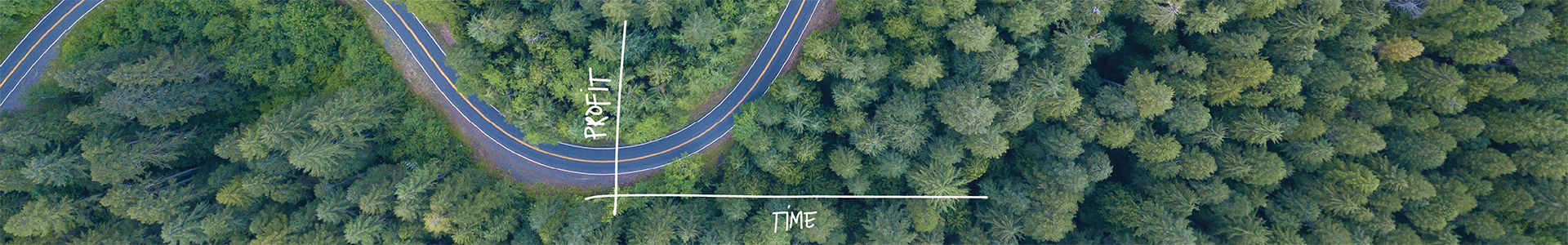 Road through a forest