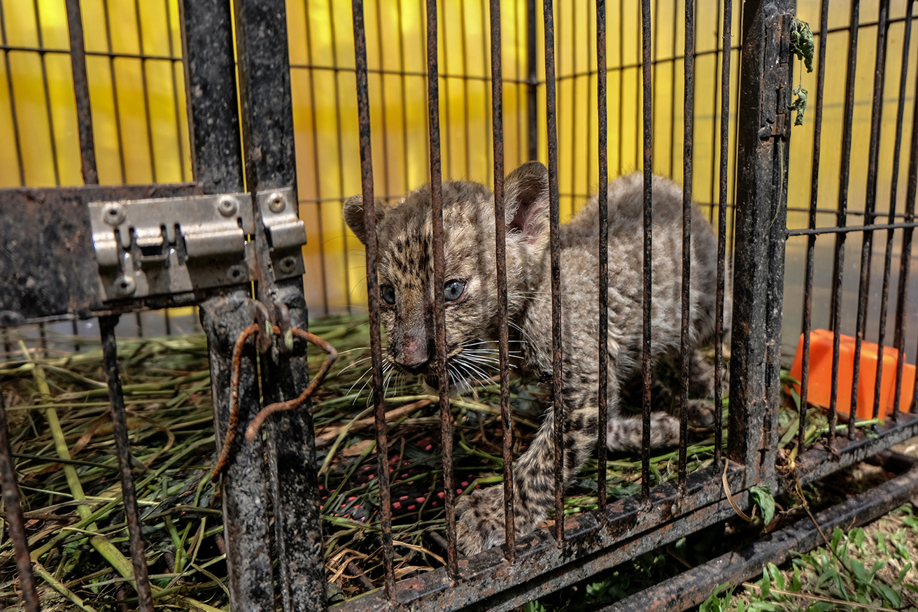 Indonesian police seize leopard from wildlife smugglers