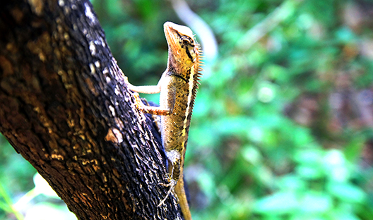 Biodiversity is the foundation of human health - picture of lizard in jungle