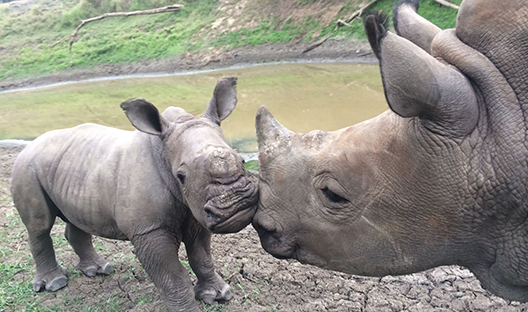 Rhino mum with her calf. Investec Rhino lifeline 
