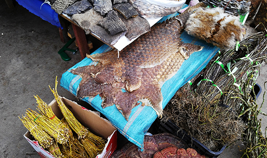 Pangolin skins in illegal market