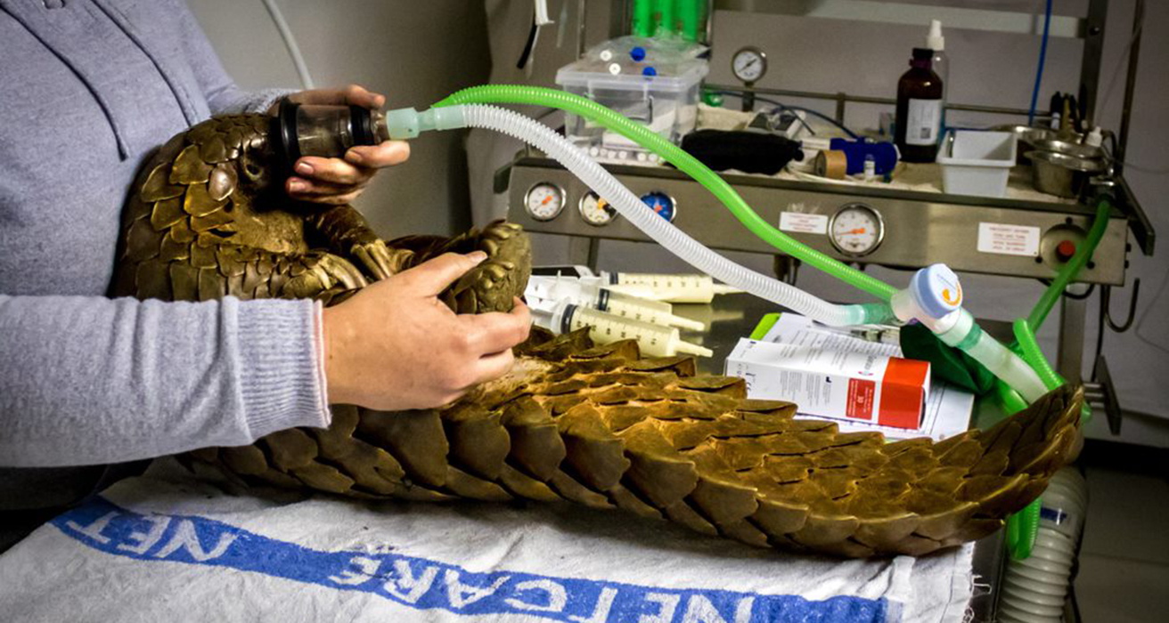 Pangolin receiving anaethesia