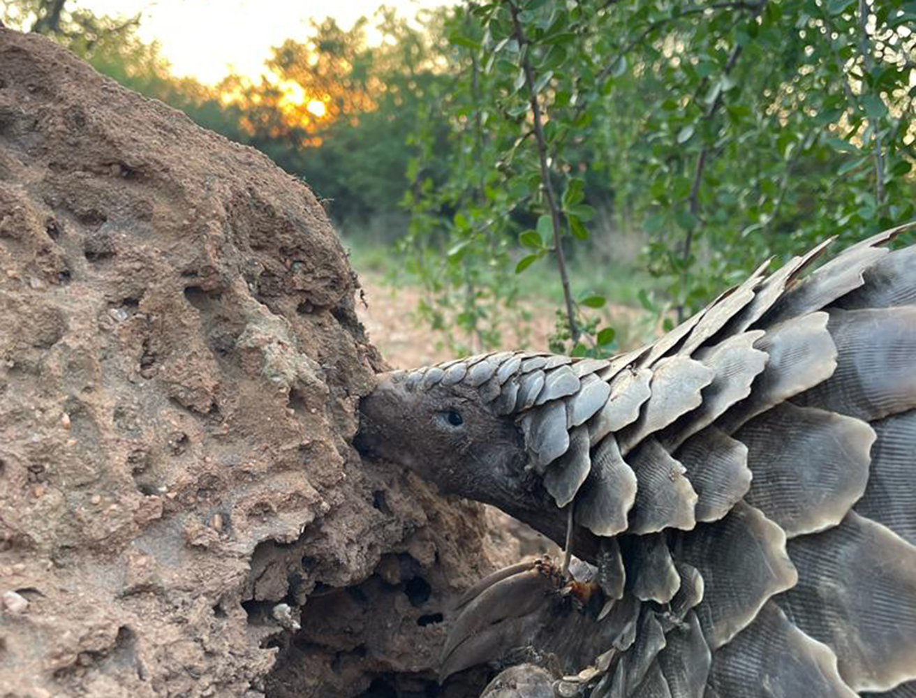 Pangolin on termite mound