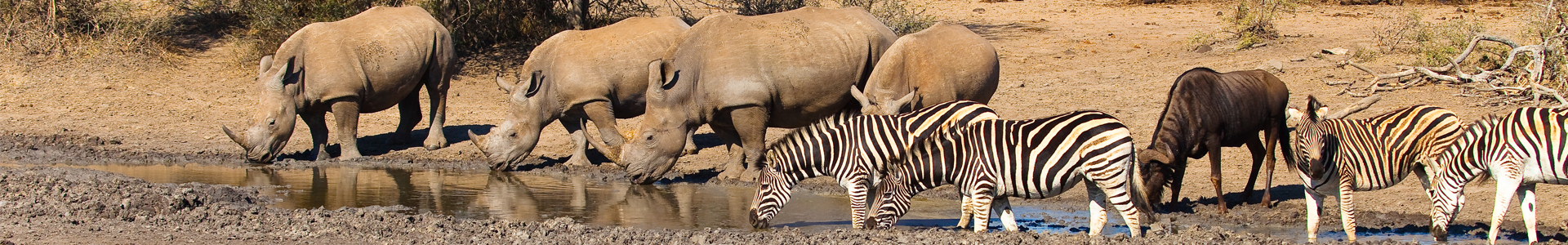 Wildlife economy