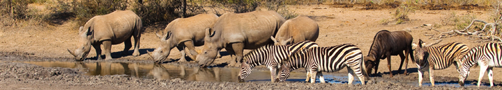 Wildlife economy
