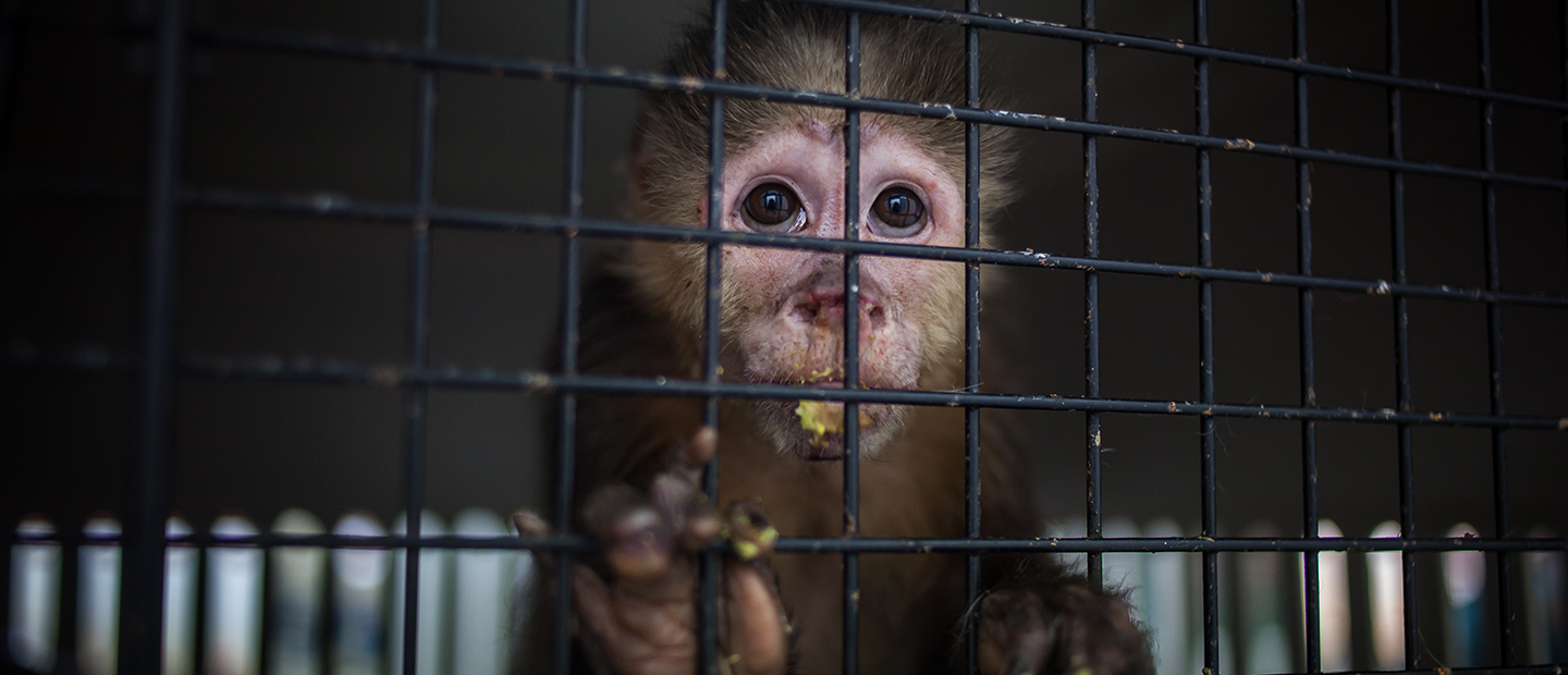 Monkey seized in illegal trade 