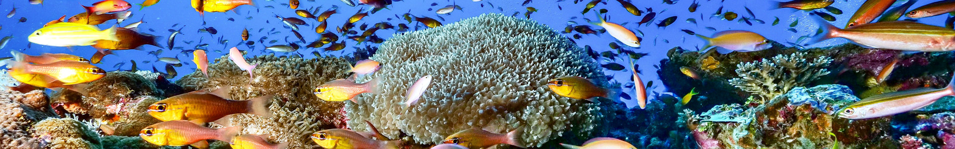 Biodiversity