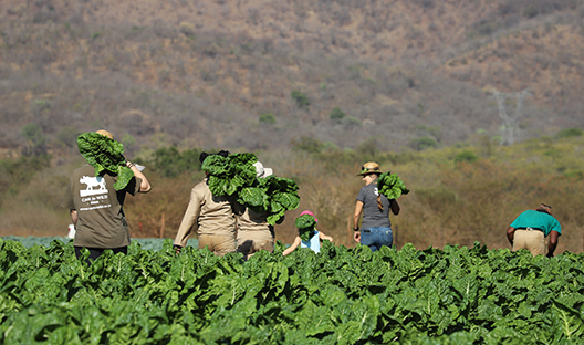 Spinach crop at Care for Wild