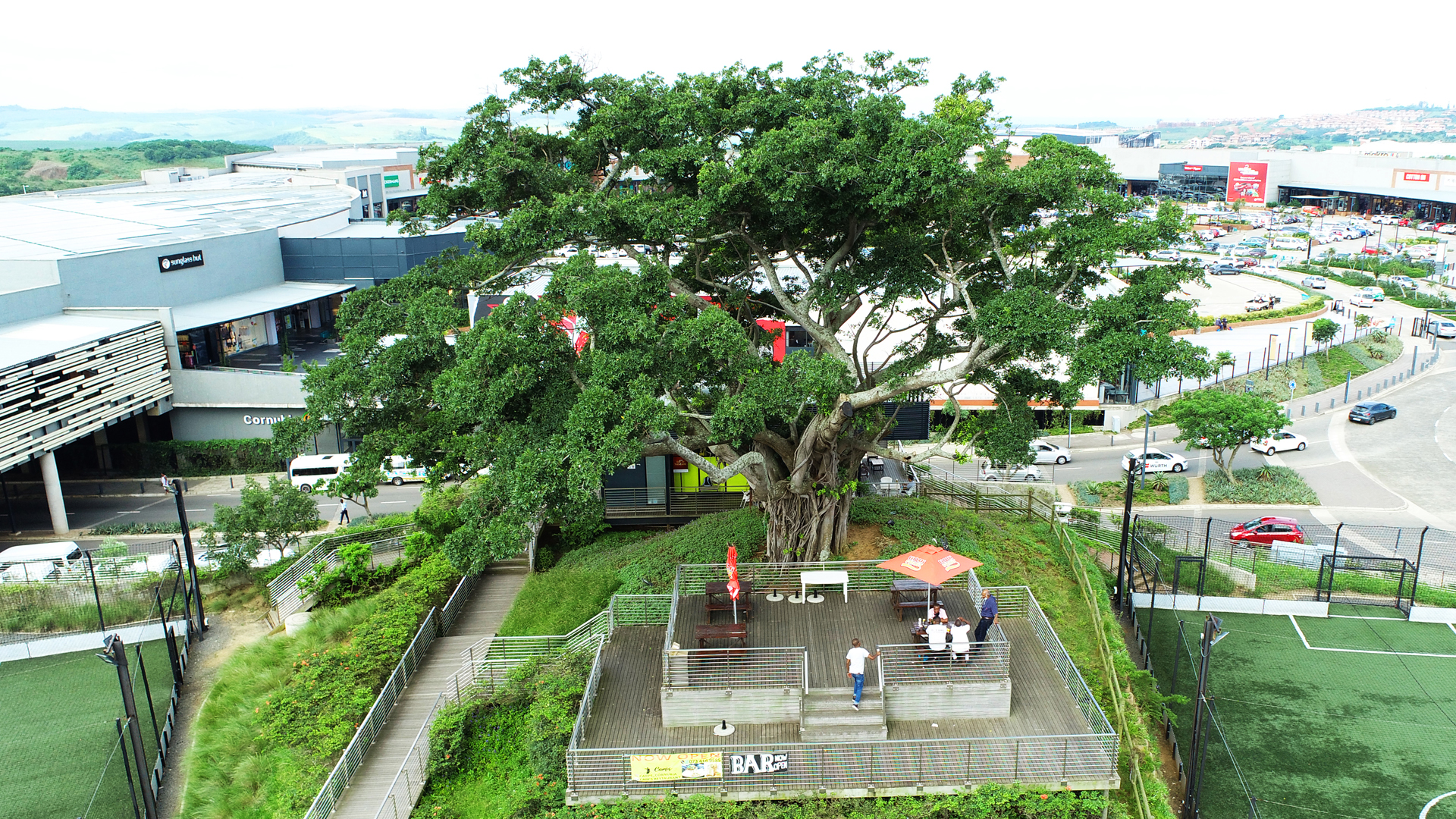 Cornubia Mall fig tree