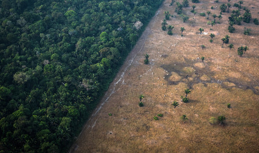 Deforestation