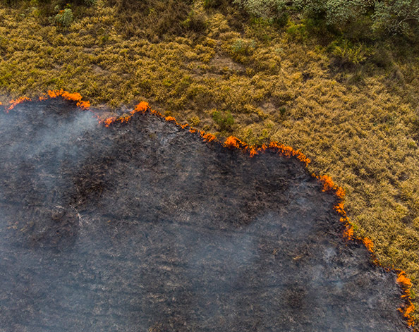 Brazil forest fires