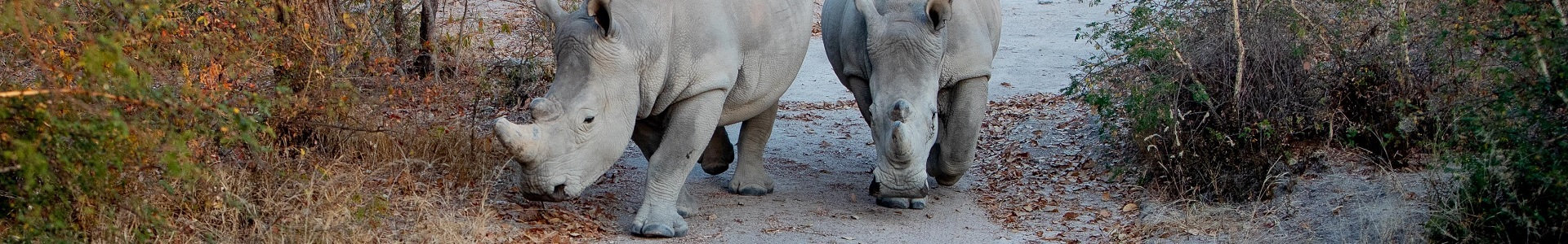 the journey of a rhino orphaned by poaching