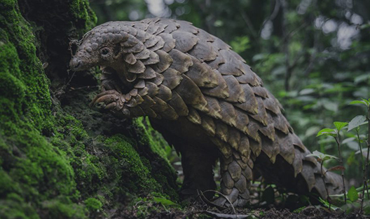 Pangolin can consume up to 10% of their body weight in one night's foraging