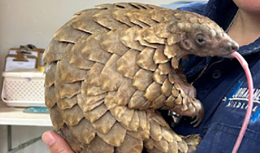 Spyker the pangolin