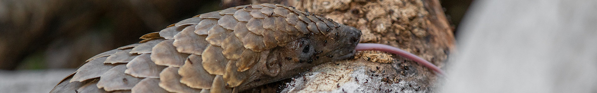 Pangolin South Africa