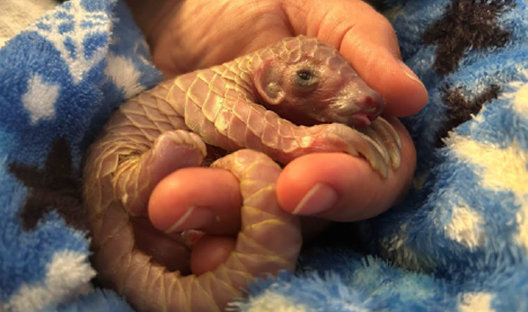Sweet Pea the pangolin
