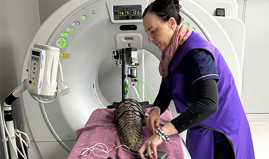 Pangolin x-ray machine