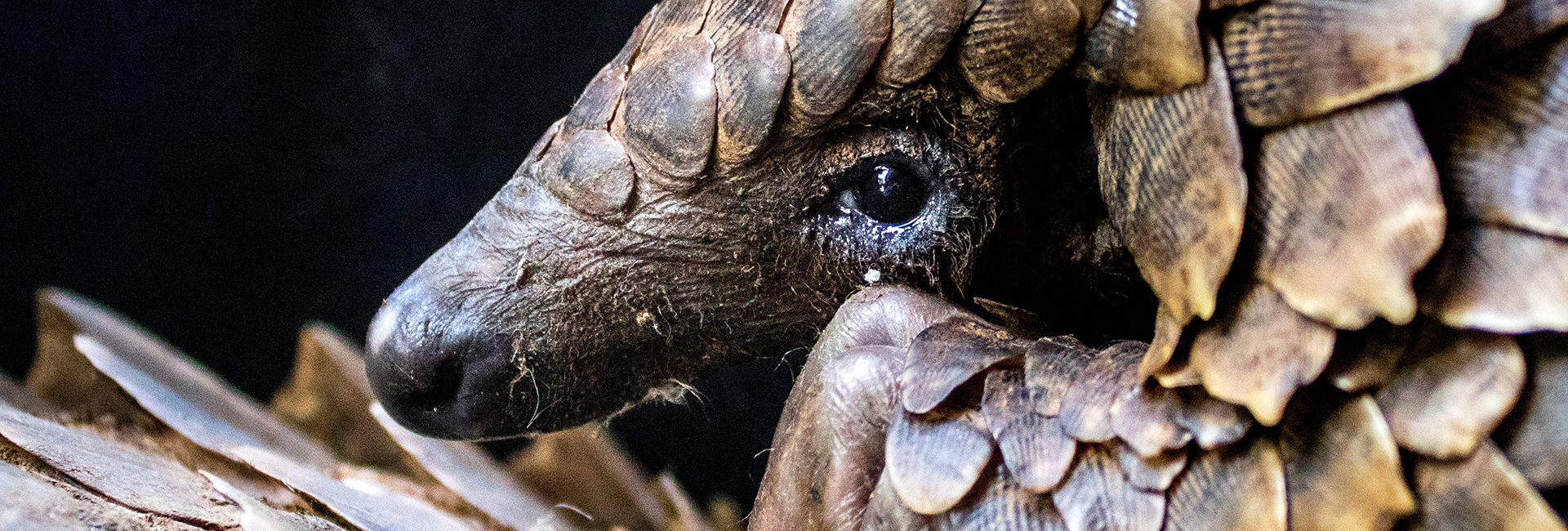 pangolin endangered species