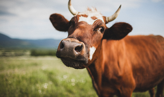 Cow
