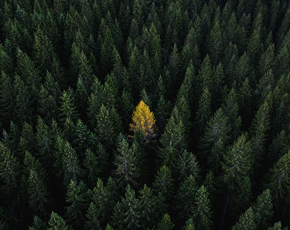 Trees in a forestry