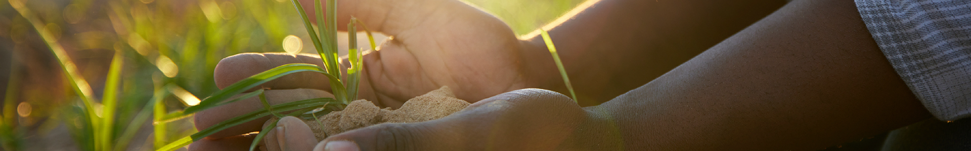 Hands holding soil